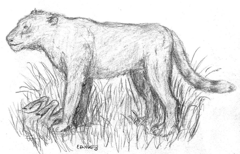 Cave Lion