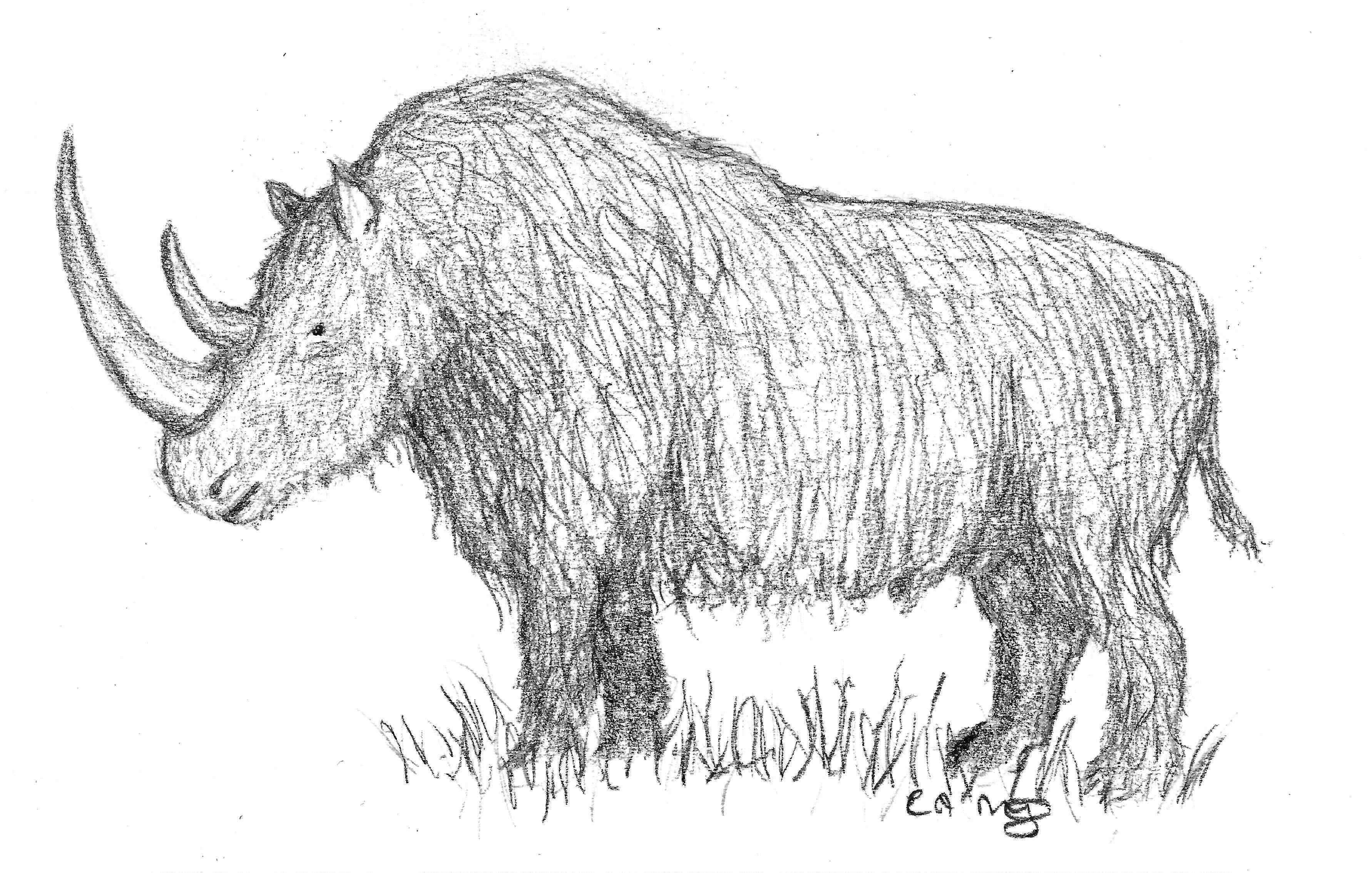 Шерстистый носорог палеолита